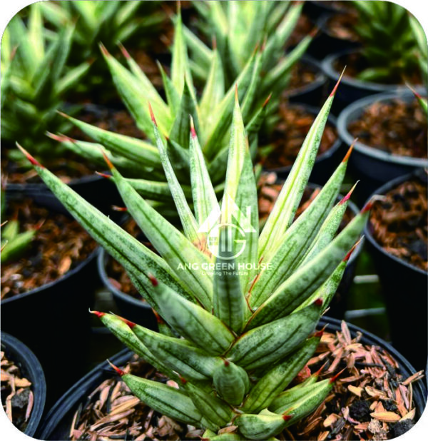 Francisi Francisi Variegated White